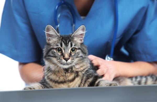 Systeeminen hypertensio kissoilla - Oireet, syyt ja ehkäisy - Systeemisen verenpaineen hoito kissoilla