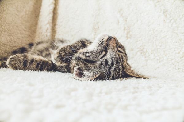 Sydämen vajaatoiminta kissoilla - syyt, oireet ja hoito - Mikä on sydämen vajaatoiminta? 