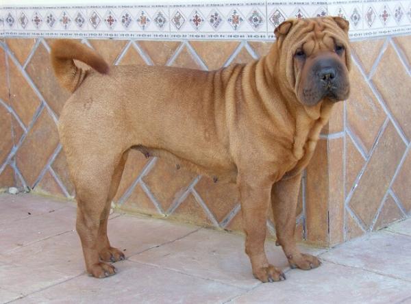 Shar Pei Fever - Mikä on Shar Pei Fever?