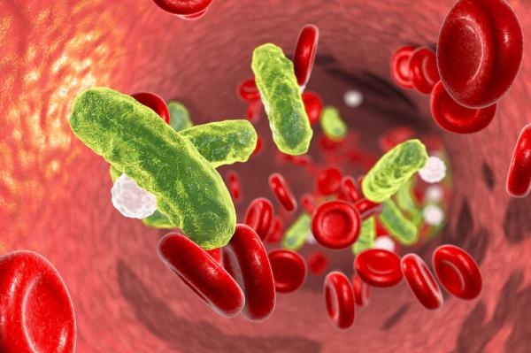 Septicemia koirilla - oireet, hoito ja tartunta - Mikä on septicemia koirilla?