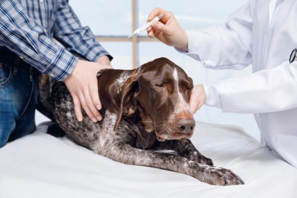 Septicemia koirilla - Oireet, hoito ja tartunta - Septicemia: oireet koirilla