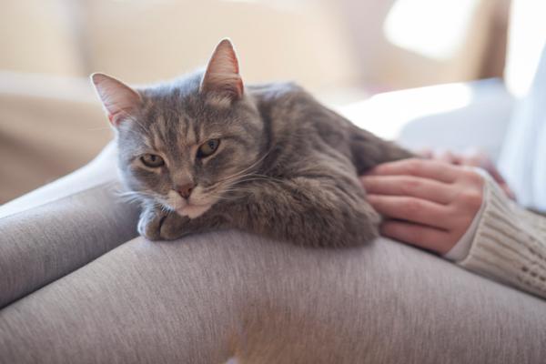 Kissojen tartuttamat sairaudet ja niiden oireet - Kulkevien kissojen tartuttamat sairaudet