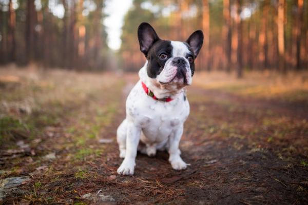 Ranskan bulldogin yleisimmät sairaudet - Brachiocephalic -koiran oireyhtymä