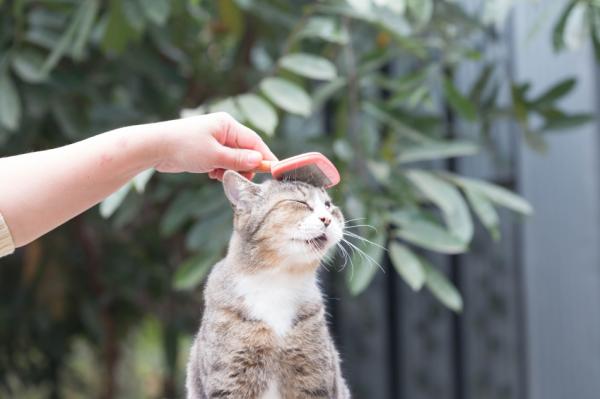 Lyhytkarvaiset kissaharjat - Kuinka minun pitäisi harjata lyhytkarvaista kissaa