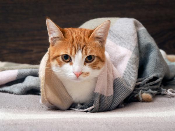 Kissan aids - Tartunta, oireet ja hoito - Mitä muuta minun pitäisi tietää kissan aidsista? 
