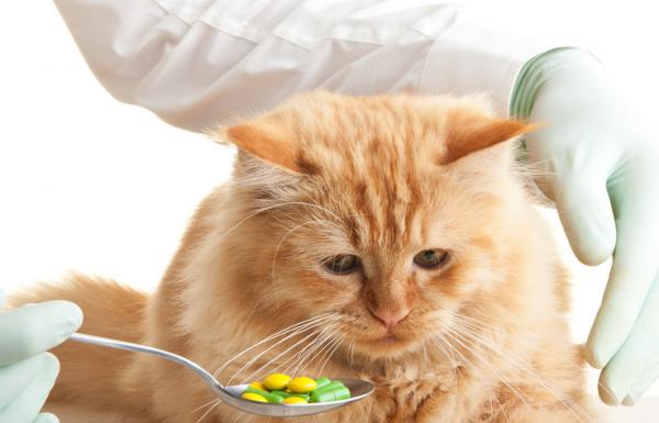 Kissan aids - Tartunta, oireet ja hoito - Hoito immuunipuutteisille kissoille
