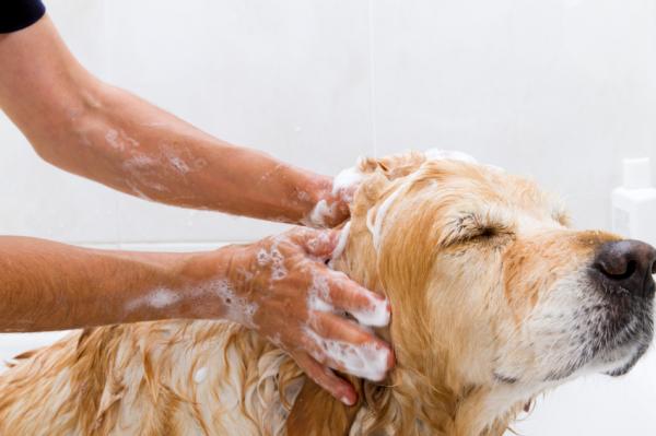 Miksi koirallani on kuiva iho - liiallinen pesu