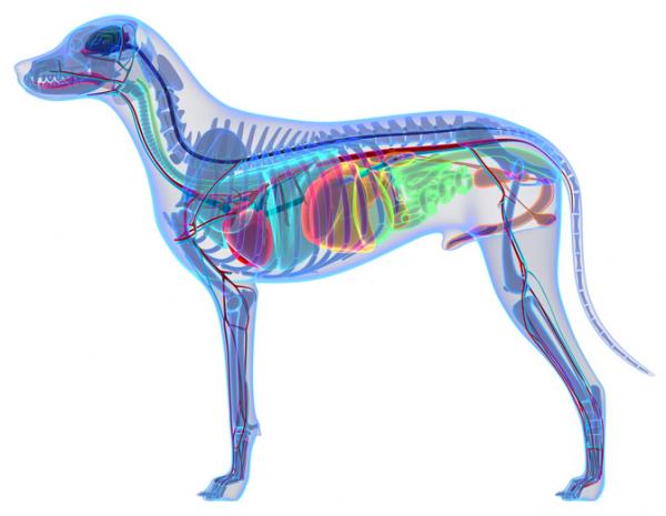 Koirallani on turvonnut ja punainen penis - Miksi - Uroskoiran sukuelinten anatomia
