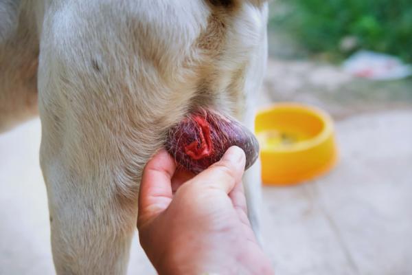 Koirallani on turvonnut kivekset - syyt ja toimet - Koiran orkiitin oireet