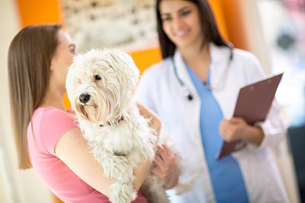 Sydänääni koirilla - Oireet ja hoito - Kroonisen venttiilin endokardioosin hoito
