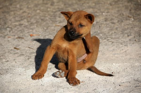 Seborrhea koirilla - syyt ja hoito - Mikä on Seborrhea?  Miksi sitä tuotetaan?