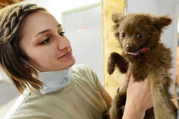 Seborrhea koirilla - syyt ja hoito - olemassa olevat seborrhea -tyypit