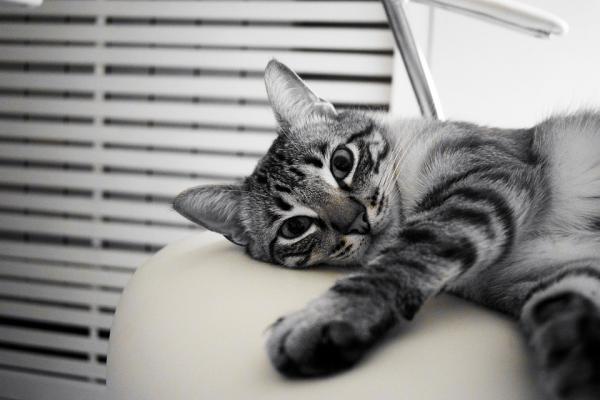 Polykystinen munuainen kissoilla - oireet ja hoito - kissojen munuaissairauden oireet kissoilla