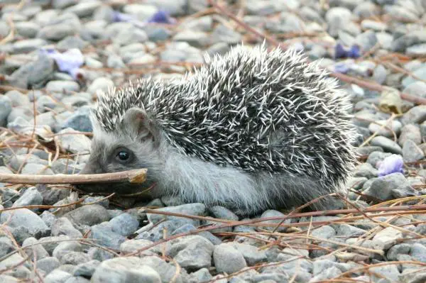 Wobbly Hedgehog -oireyhtymä - Oireet ja hoito - Demyelinoivan siilin oireyhtymän todennäköinen syy