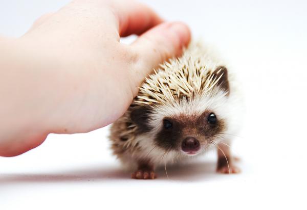 Wobbly Hedgehog -oireyhtymä - Oireet ja hoito - Kuinka diagnosoida tämä neurologinen siili -tauti