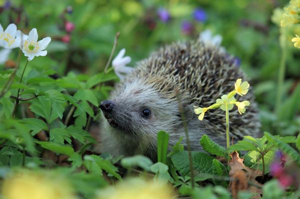 Wobbly Hedgehog -oireyhtymä - oireet ja hoito - WHS -hoito