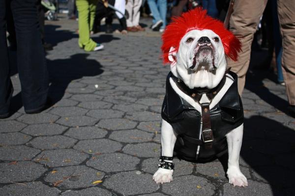 15 Koiran Halloween -puvut - 10. Rocker Dog 