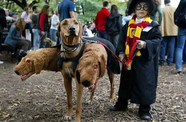 15 Halloween -asua koirille - 5. Harry Potterin kolmipäinen koira