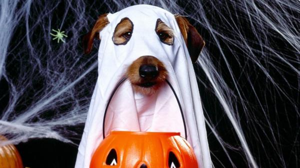 15 Halloween -asua koirille - 2. Ghost Dog