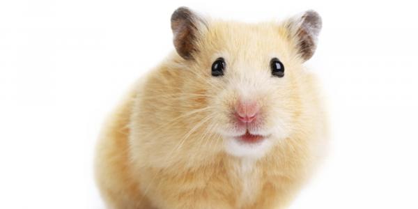 Kielletty ruoka hamsterille - mitä sinun pitäisi tietää