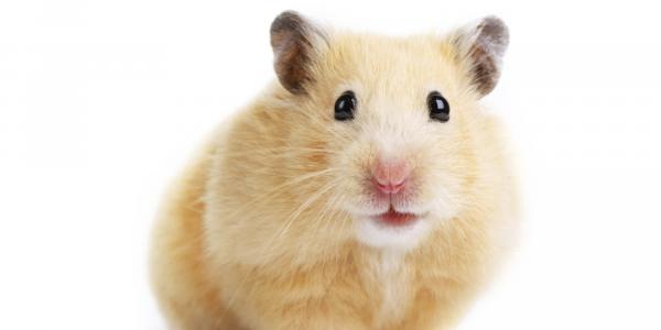 Kielletty ruoka hamsterille - mitä sinun pitäisi tietää