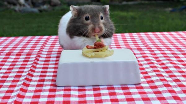 Kielletty ruoka hamsterille - Kiellettyjä hedelmiä ja vihanneksia hamsterillesi