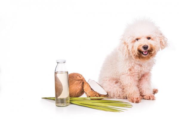 Kuinka tehdä kotitekoinen hoitoaine koirille?  - Detangler ja kotitekoinen hoitoaine kookosöljyllä