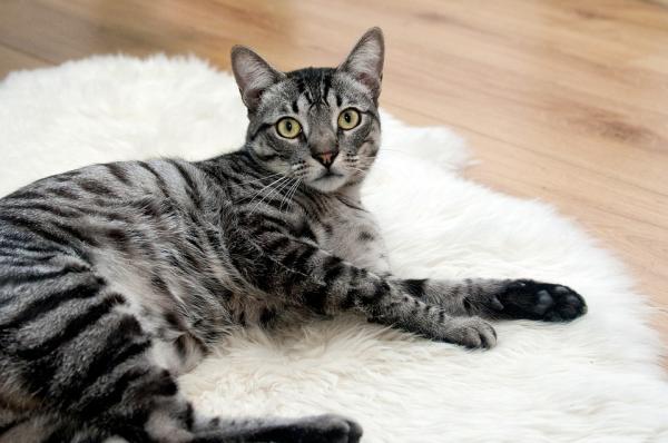Raskaana olevan kissan ruokinta - kissan paino raskauden aikana