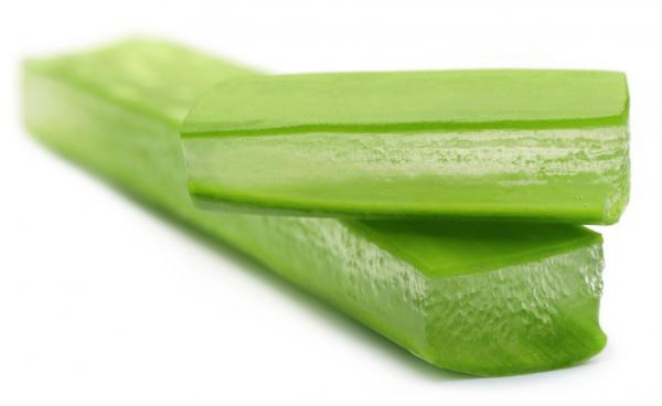 Aloe vera koiranpehmusteille - Aloe veran edut koiranpehmusteille