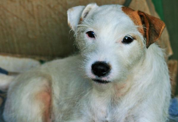 Jack Russellinterrierin ruokamäärä - Kuinka paljon vanhuksen Jack Russellin pitäisi syödä?
