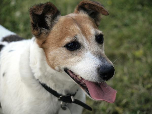 Jack Russellinterrierin ruokamäärä - Mistä päivittäisen ruoan määrä riippuu?