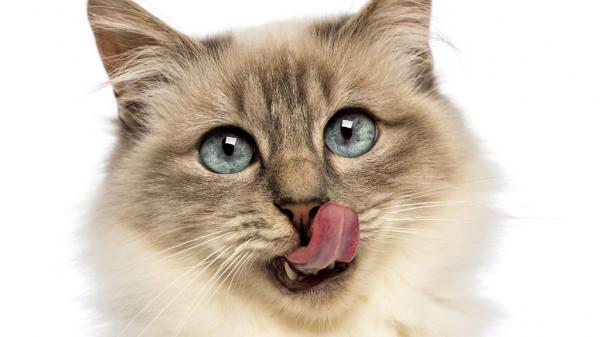 Kotitekoinen ruoka munuaisten vajaatoimintaa sairastaville kissoille - Kotitekoinen ruoka, polku terveyteen