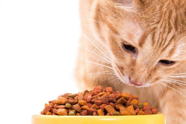 Kotitekoinen ruoka munuaisten vajaatoimintaa sairastaville kissoille - Ruoka munuaisten vajaatoimintaan