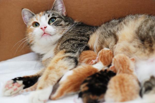 Miksi kissani vuotaa verta synnytyksen jälkeen?  - Synnytys kissoilla