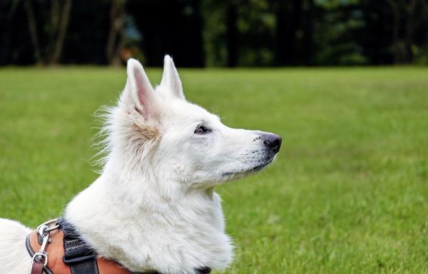 Vinkkejä koirani valkoisten hiusten pitämiseen - parta, sukuelinten alue ja kyynelkanavat 
