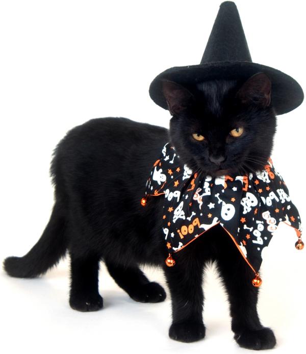 Halloween -puvut kissoille - Musta kissa!