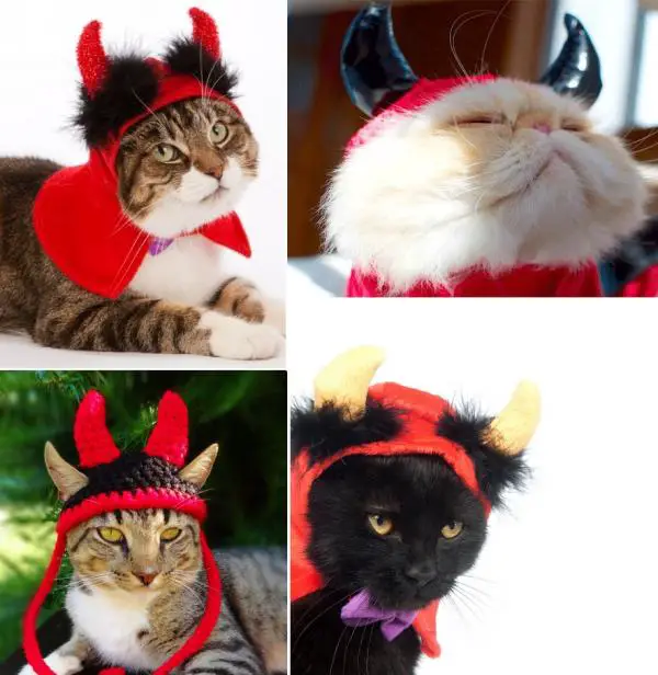 Halloween -puvut kissoille - Helvettiin kissan kanssa!
