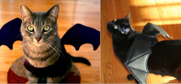 Halloween -puvut kissoille - Lentävä kissa