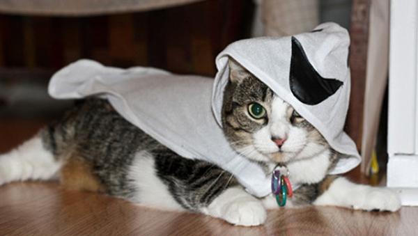 Halloween -puvut kissoille - Varo henkiä!