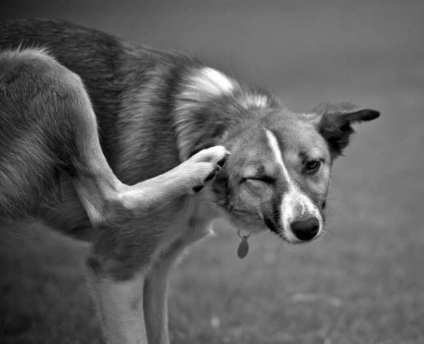 Koiran punkit - Oireet, tartunta ja hoito - Miksi niiden tartunta on niin yksinkertaista?