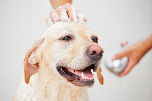 Kotiin korjaustoimenpiteitä koirani hiusten irrottamiseksi - Kuinka poistaa solmua koirasta?  - Vinkkejä ja suosituksia