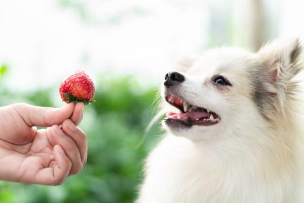 Onko koira kaikkiruokainen vai lihansyöjä?  - Ravitsemuksellinen epigenetiikka
