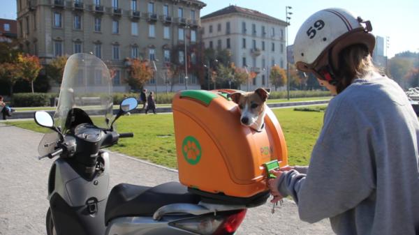 Kuinka matkustaa koiran kanssa moottoripyörällä?  - Tarvikkeet koirien kuljettamiseen moottoripyörällä