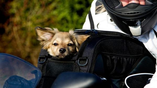 Kuinka matkustaa koiran kanssa moottoripyörällä?  - Koiran kanssa matkustamiseen tarvittavat asiakirjat