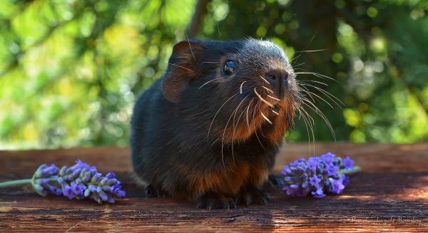 Naaras- ja urospuolisten marsujen nimet - Naaraspuolisten marsujen nimet