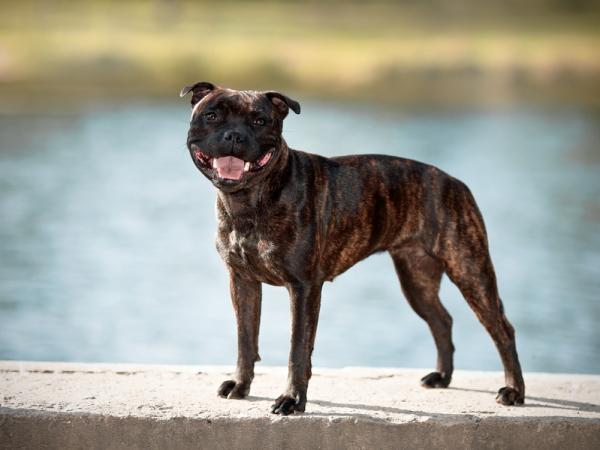 Parhaat koirarodut autistisille lapsille - 1. Staffordshiren bullterrieri