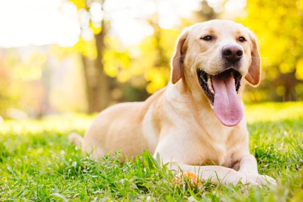 Parhaat koirarodut autistisille lapsille - 5. Labradorinnoutaja
