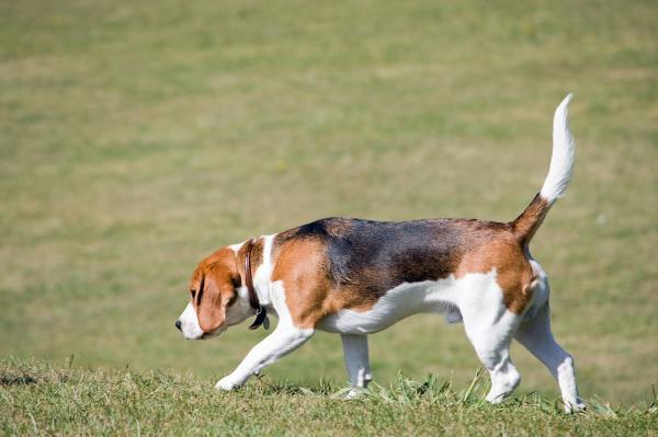 Harjoitukset beagle -koirille - seuranta- ja etsintäharjoitukset