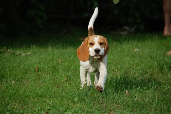 Harjoitukset Beagle -koirille - Millainen beagle on?