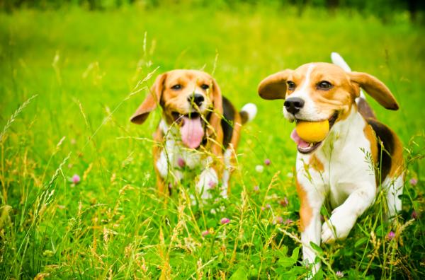Harjoituksia Beagle Dogsille - perusharjoituksia ja pelejä